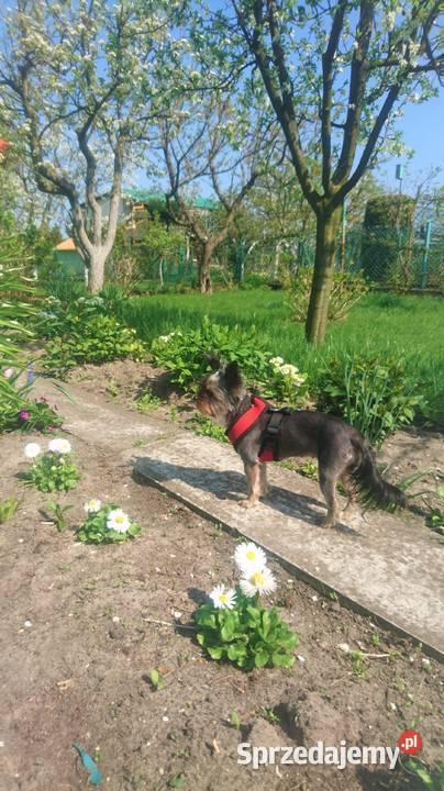 Ogródek działkowy 315m2 Gdynia ROD Okrętowiec