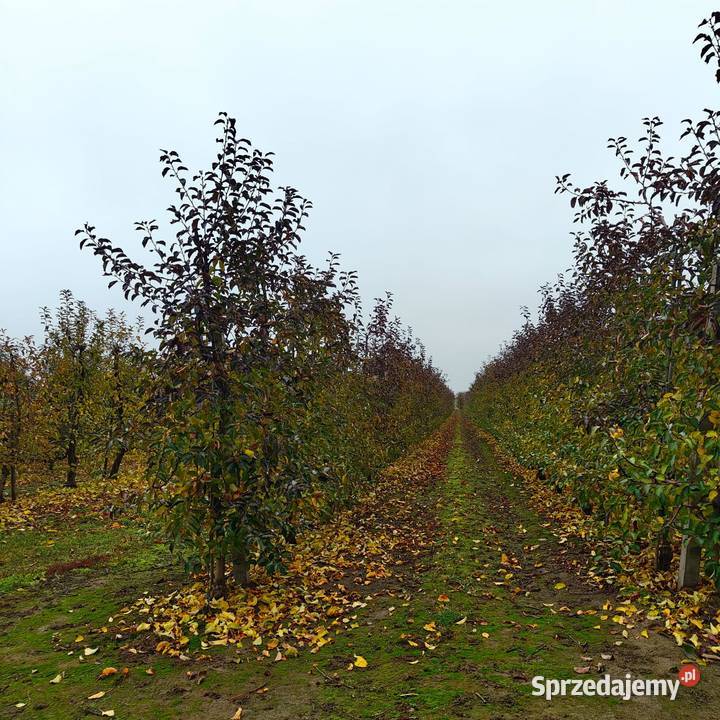 Sprzedam Gospodarstwo łódzkie Skarbkowa sprzedam