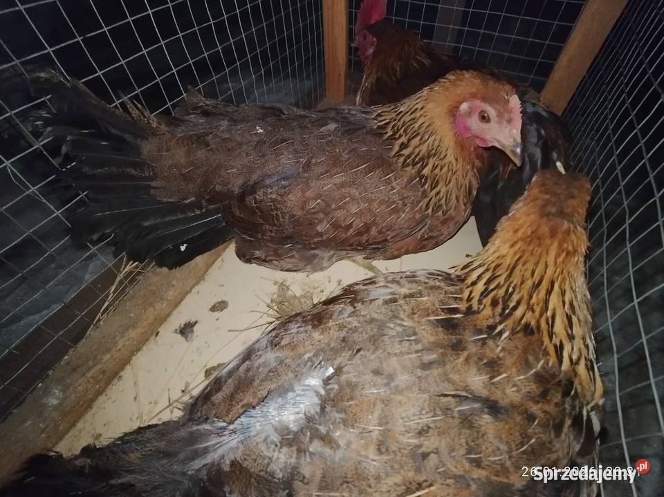 Kury zielononóżki 21 Szubin