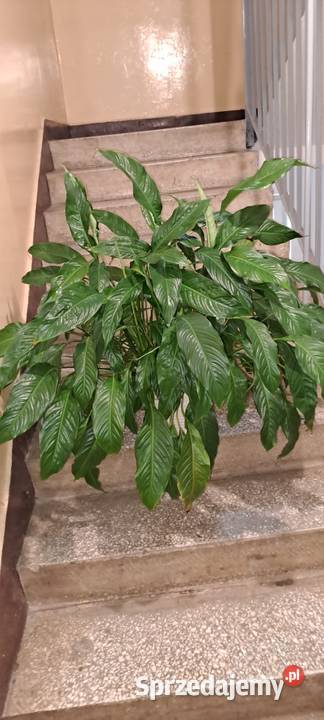 Skrzydłokwiat Lublin