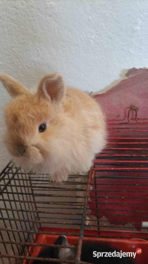 Sprzedam miniaturki sprzedam