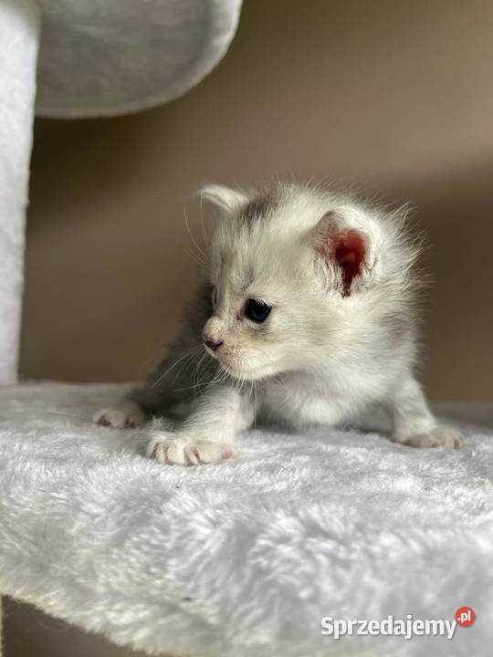 Jerry kocur Maine Coon kujawsko-pomorskie