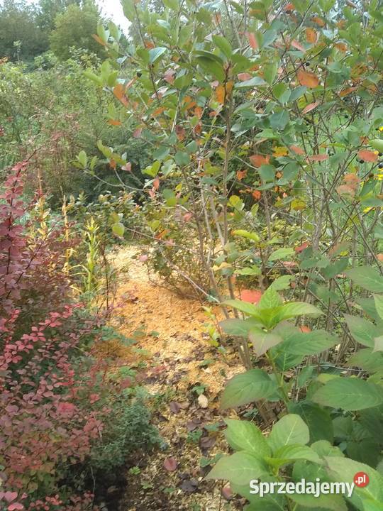 Działka ROD Żeromskiego Sprzedaż