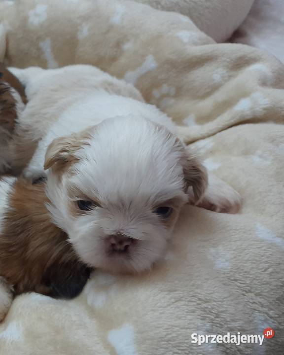 Szczeniak ShihTzu Zwierzęta Jemielnica