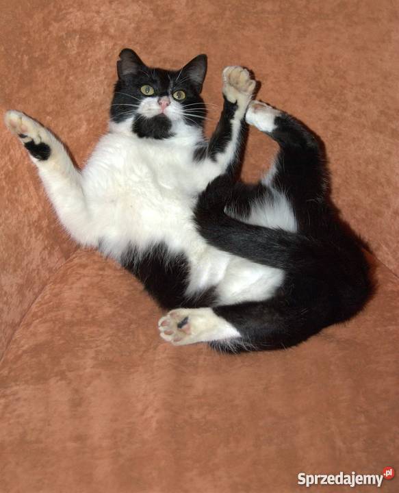 Kicie szukają domu Koty podlaskie Białystok