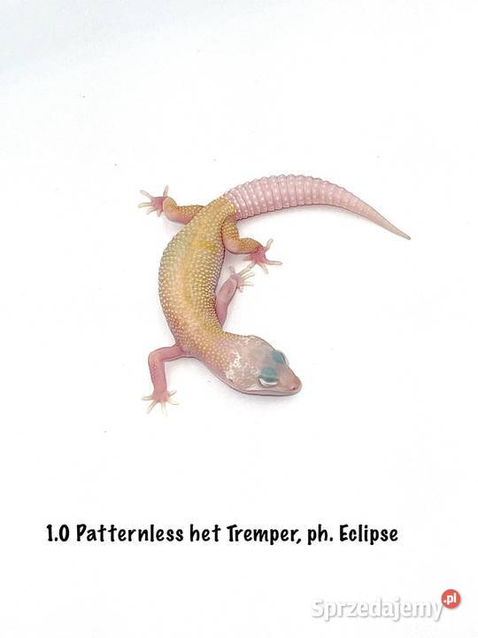 Kolorowe gekony lamparcie samce i samice Poznań sprzedam