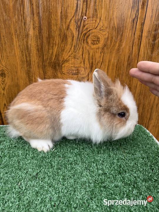 Miniaturka samczyk małopolskie Chocznia