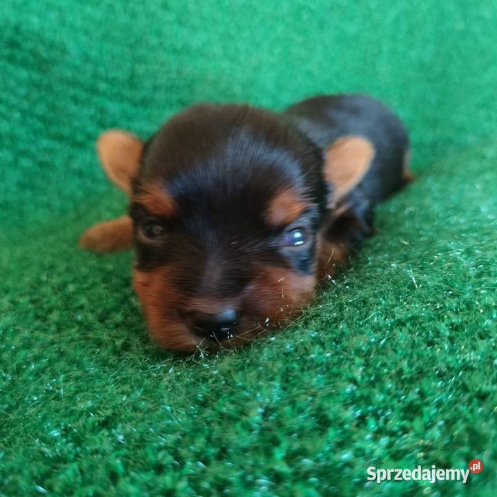 Pieski Yorkshire terrier do rezerwacji Łążynek