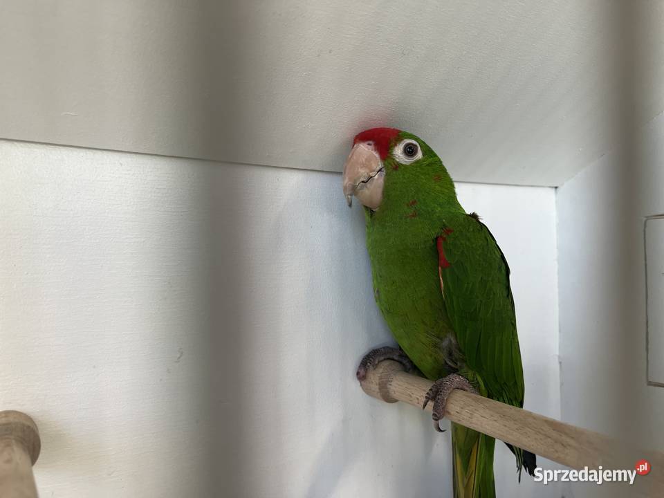 Konura Maskowa Samiec Przeworsk