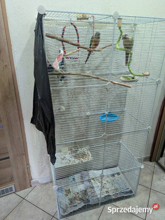 Papugi rudosterki Katowice