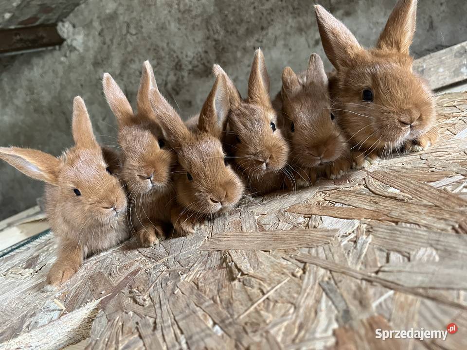Nowozelandzki Czerwony Gryzonie Lubawa sprzedam