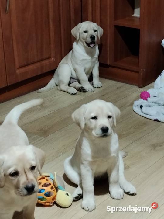Piękne szczenięta rasy Labrador Retriever ZKwP FCI Nowe Miasto Lubawskie