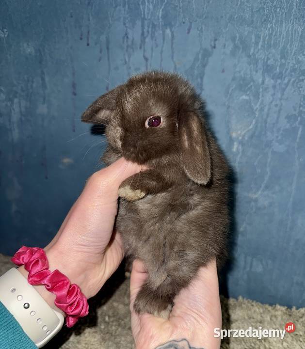 Mini Lop Królik Miniaturka Teddy Króliki Godowa sprzedam