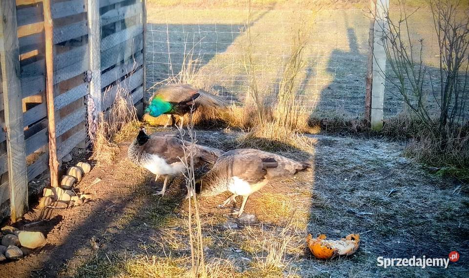 Jaja lęgowe pawi sprzedam