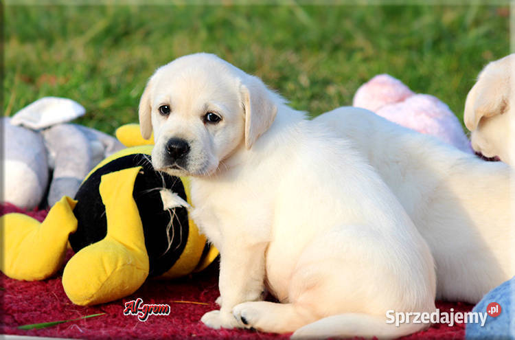 Żółtebiszkoptowe szczenięta rasy Labrador Chynów