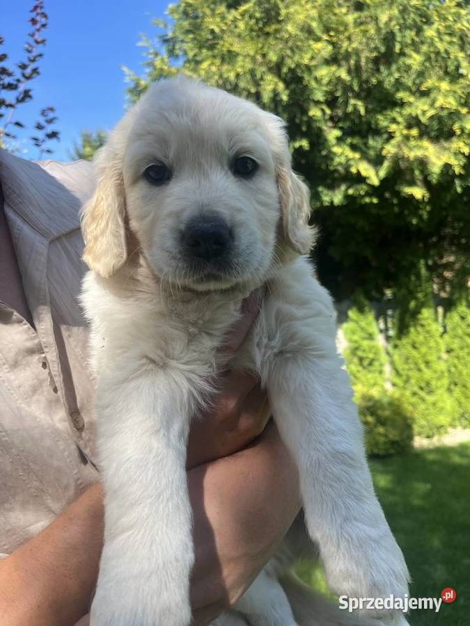 Suczka Golden Retriever FCI ZKwP Lublin