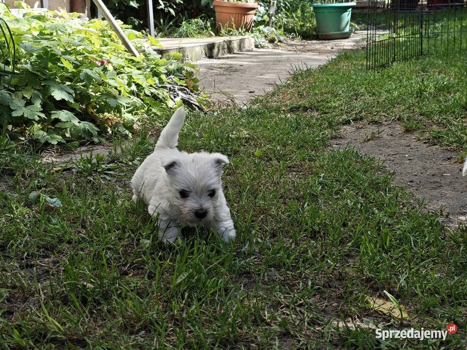Szczenięta West Highland White Terrier terrier Gościszewo