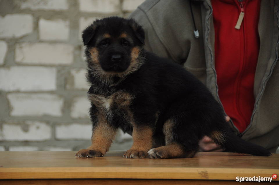 OWCZAREK NIEMIECKI SZCZENIĘTA Z RODOWODEM FCI Psy Kępno
