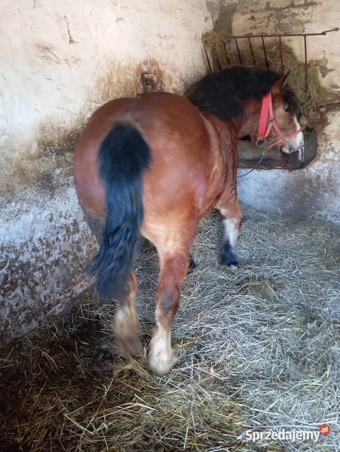 Klacze zimnokrwiste Annopol