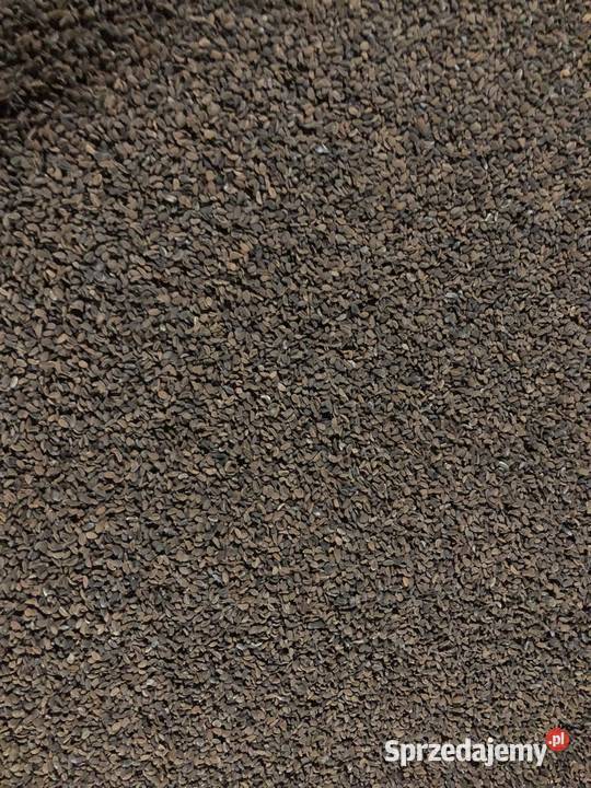 Facelia Stala Produkcja roślinna Rudniki