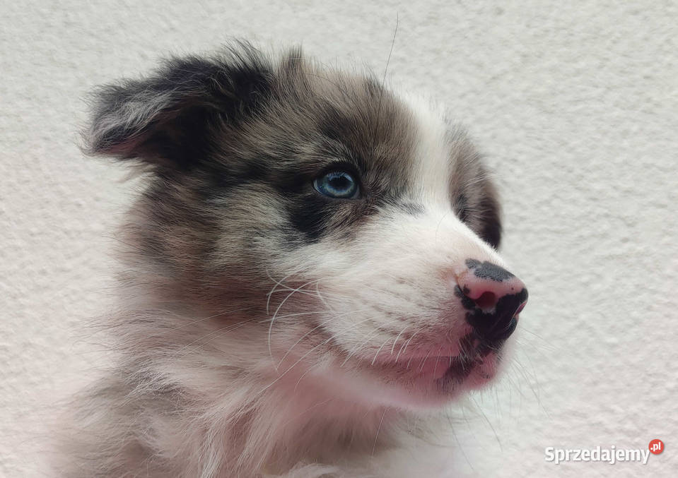Piękny pies BORDER COLLIE z Hodowli Rasowy z Iwonicz