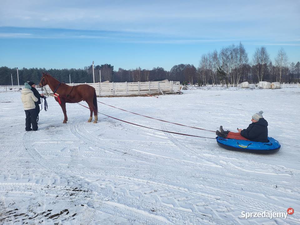 Pontony Śnieżne do holowania koniem dolnośląskie Wrocław