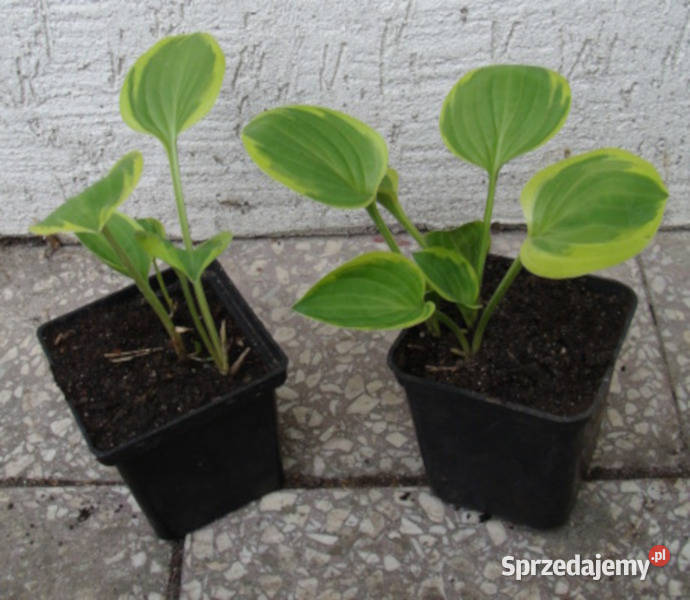 FUNKIA Golden tiara Hosta sadzonki w doniczkach Ustronie