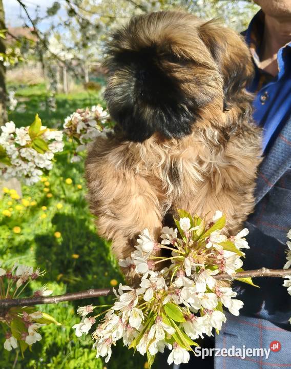 Shih tzu Suczka i Piesek
