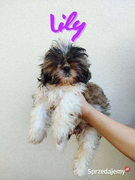 Szczenięta Shih Tzu Tricolor Radom