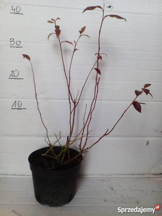 sadzonki borówki amerykańskiej 2L łódzkie Zgierz sprzedam