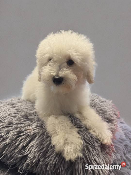 BAKUŚ Piesek Rasy PUDEL TOY o umaszczeniu białym Limanowa sprzedam