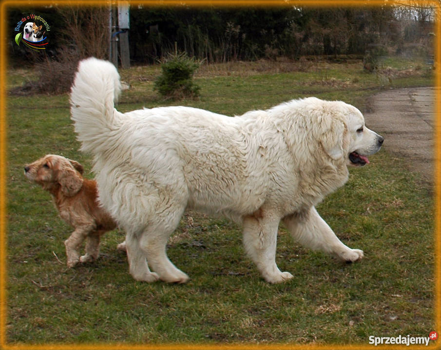 Owczarek podhalański szczenięta rodowód FCI Barczewo sprzedam