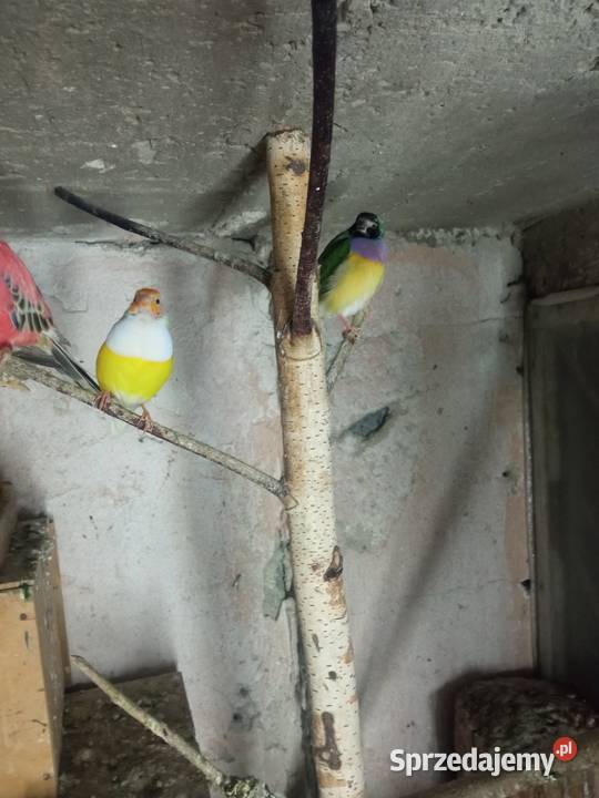 Amadyny wspaniałe para