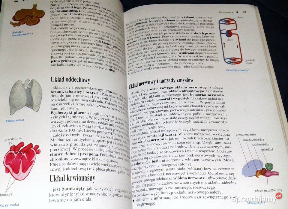 Biologia 6 Henryk Lach Krystyna Mnich Książki i Podręczniki lubelskie Chełm sprzedam