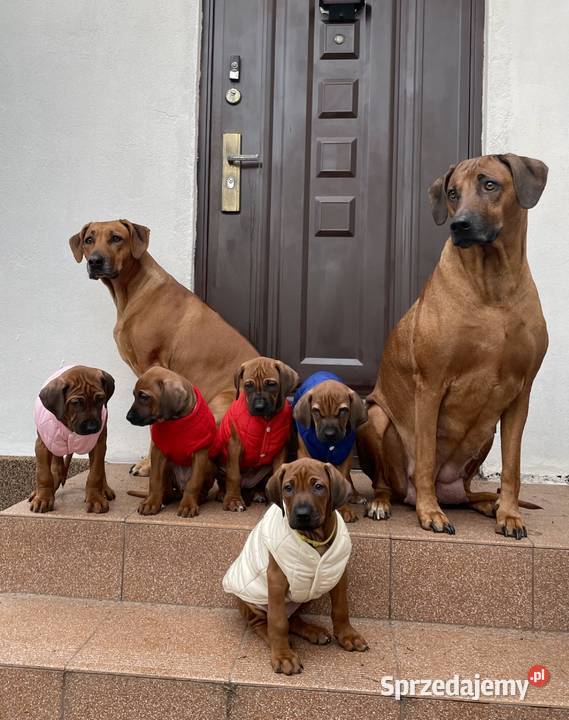 Rhodesian Ridgeback szczenięta gotowe do odbioru Bydgoszcz sprzedam