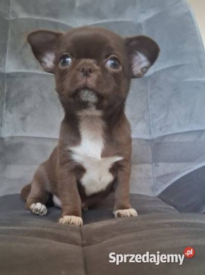 Chihuahua czekoladową suczka lubelskie Lublin