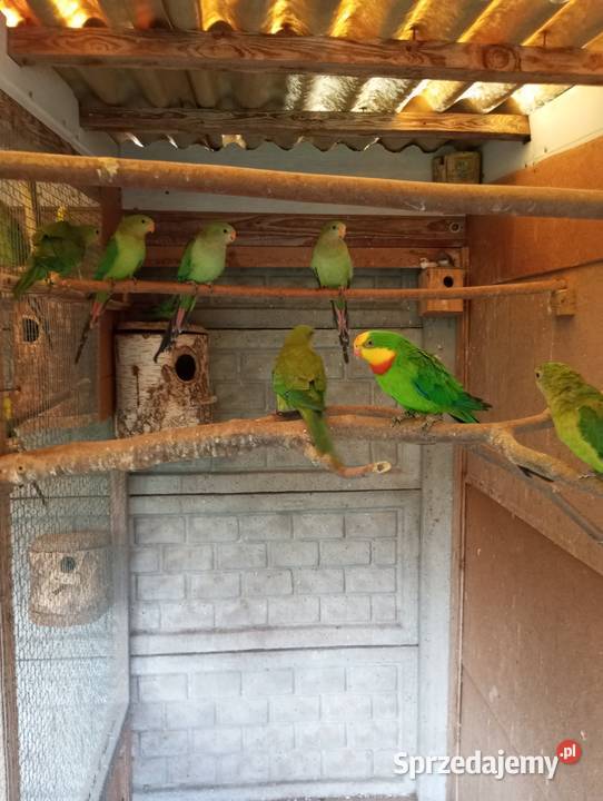 Barabandy rozelle aleksandretty Grodzisk Wielkopolski sprzedam