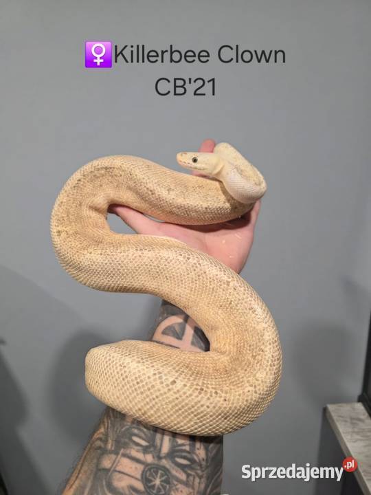 Pyton królewski regius samica killerbee clown Zawiercie