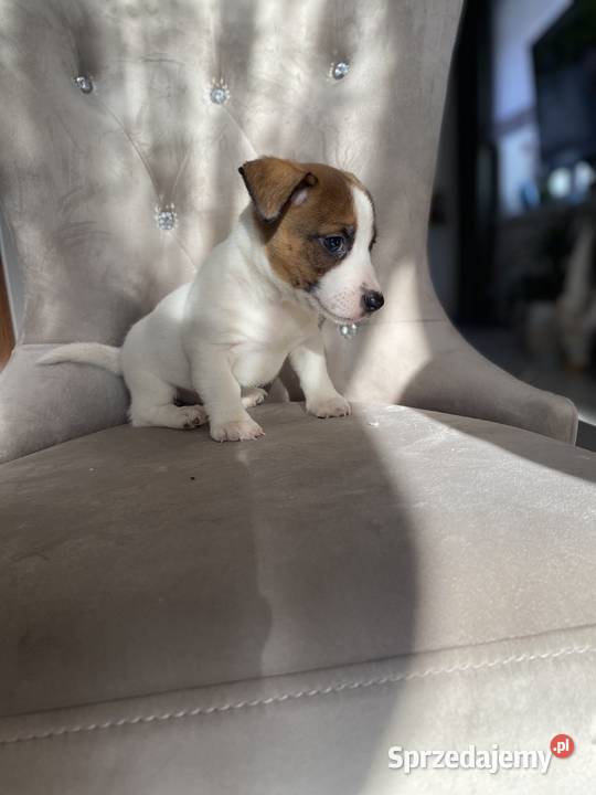 Jack Russell Terrier szczeniaki Częstochowa sprzedam