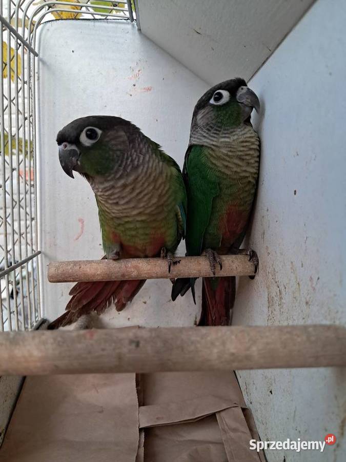 RudosterkiRudosterka Tryńcza