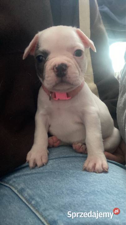 Buldog francuski Bydgoszcz