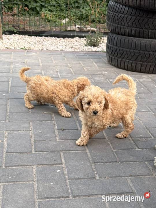Pudel toy Deszkowice Pierwsze
