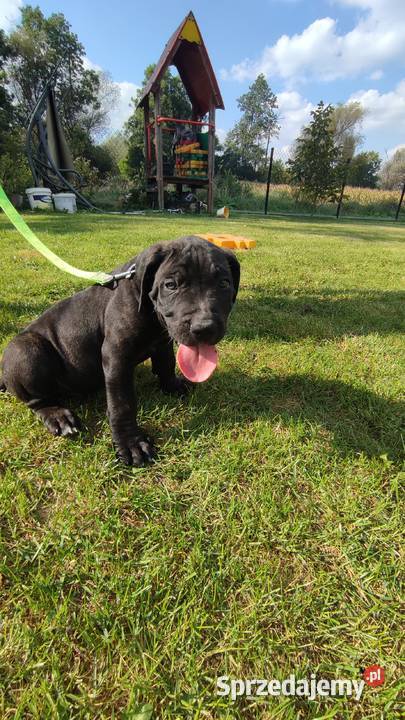 Piękne Szczeniaki Cane Corso Italiano Wiskitki sprzedam