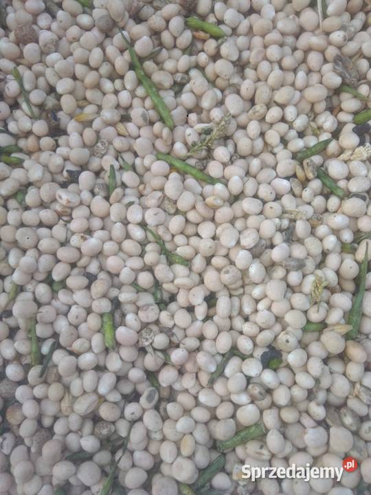 Sprzedam łubin wąskolistny gorzki podkarpackie Dębica