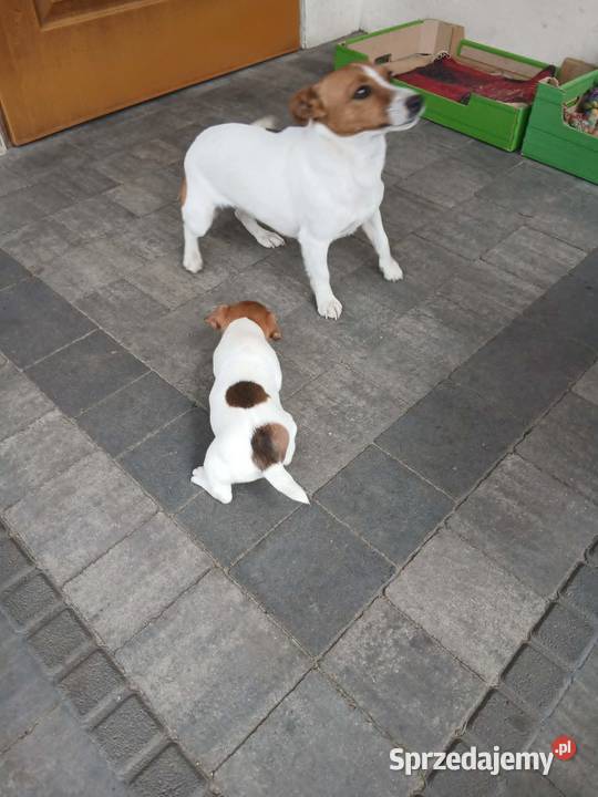 Jack Russell Terrier suczka Grabów