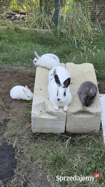 Miniaturki Roczny królik dwa małe króliki