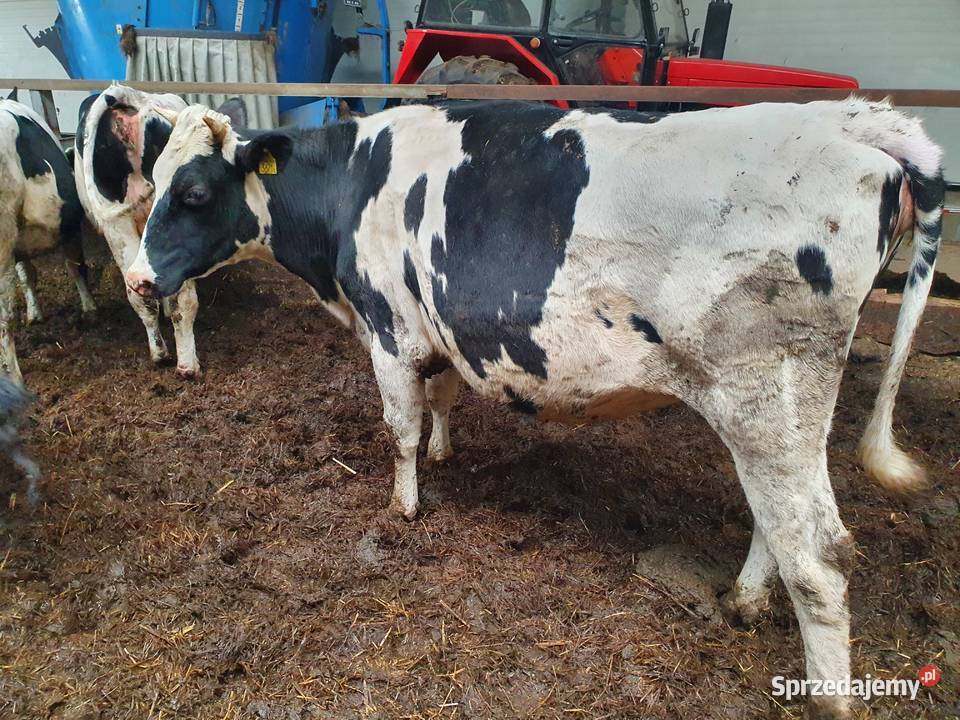 Jałówki cielne Produkcja zwierzęca Janiszewo