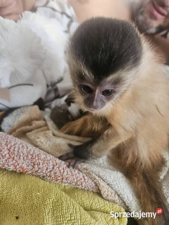 Kapucynka czubata śląskie Bystra