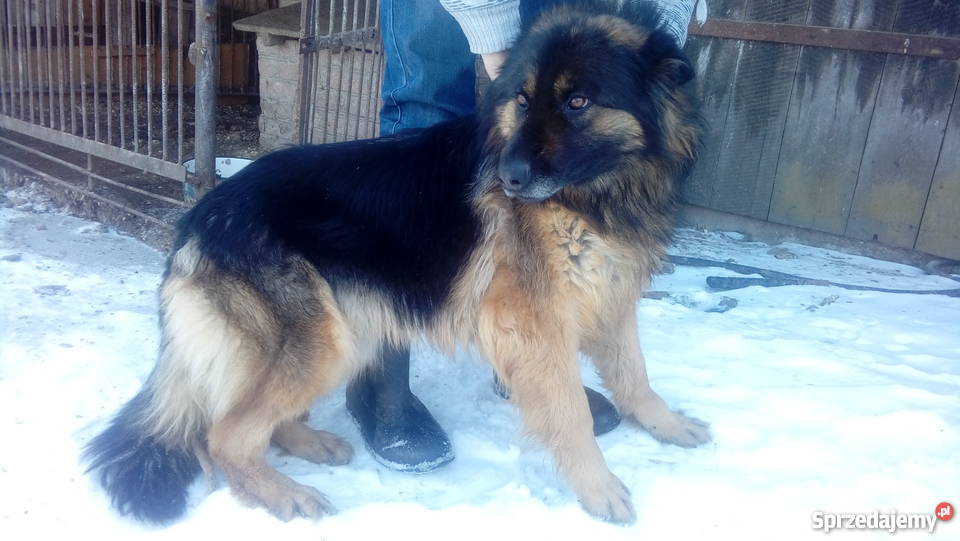 Szczenieta Owczarek Niemiecki Zamość sprzedam