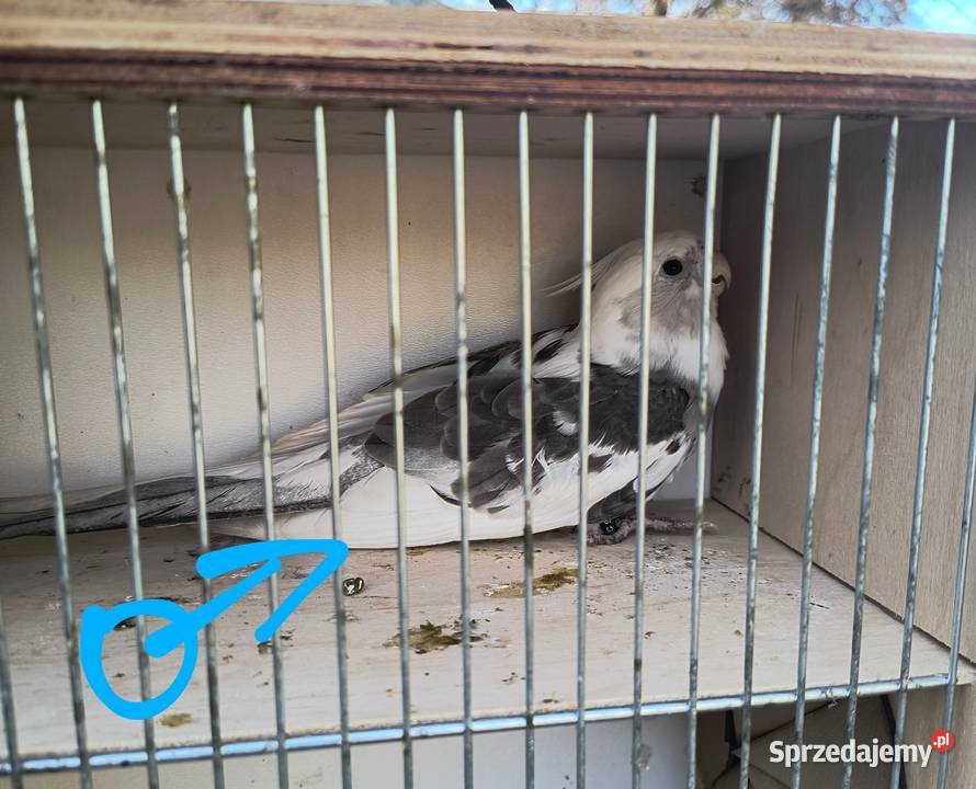 Nimfy 2025 Ptaki Prusim